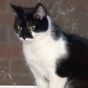 Meet your Posher, Alisa